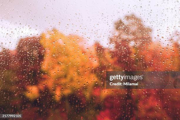 Fall Tree Window View 2,001 Trees Through Window Stock Photos, High-Res Pictures, and Images ...