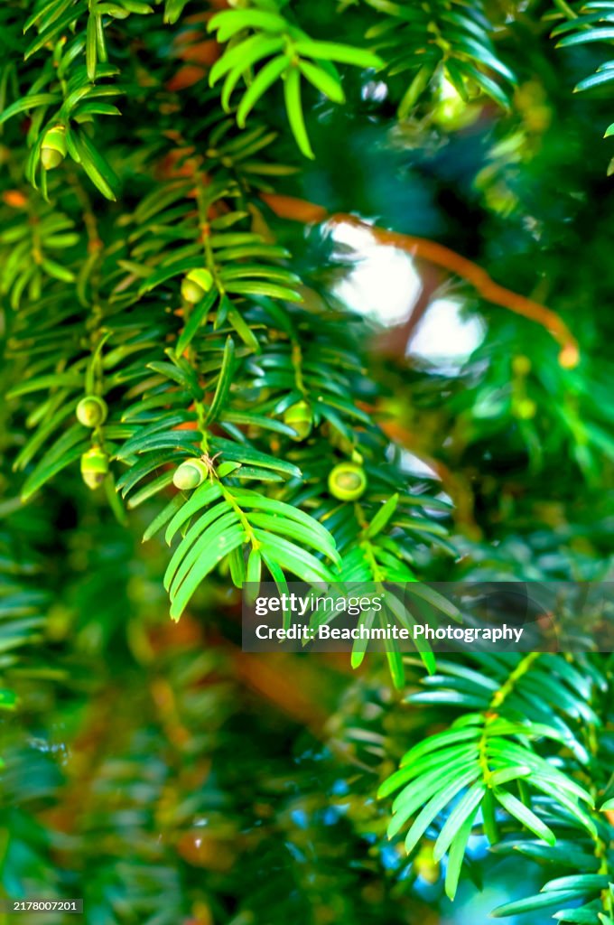 Close up of leaves and berries ( Aril ) of a Yew tree growing wild in Rickmansworth in Hertfordshire, United Kingdom