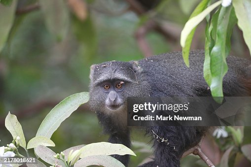 Blue monkey Blue monkey