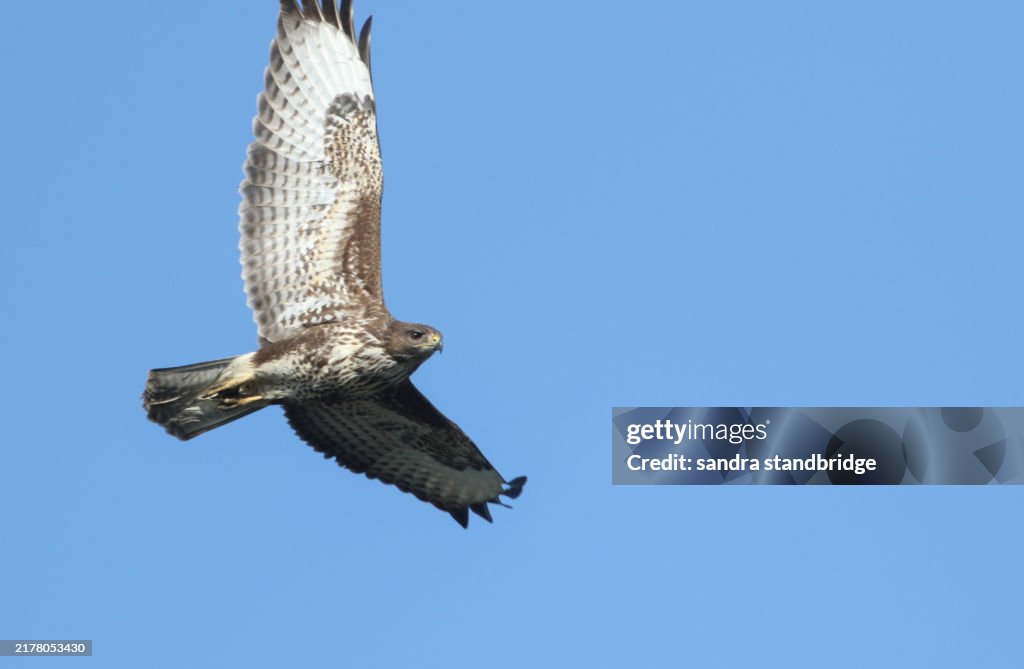 A magnificent hunting Buzzard, Buteo buteo, flying in the blue sky.