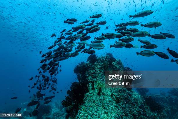 large school of yellowmask surgeonfishes acanthurus mata at dramai rock, triton bay, indonesia - acanthurus mata stockfoto's en -beelden