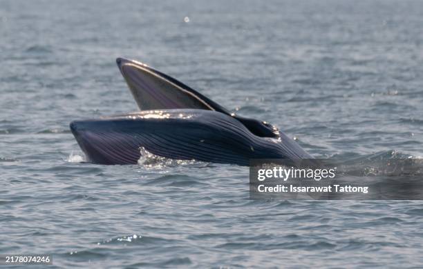 a whale is swimming in the ocean with its mouth open - blauwe vinvis stockfoto's en -beelden