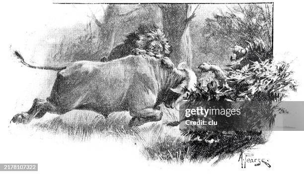 ilustraciones, imágenes clip art, dibujos animados e iconos de stock de lucha contra leones y búfalos - lion-fight-drawing