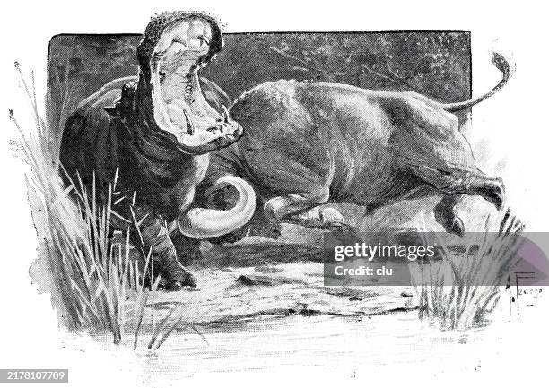 hippo fighting a buffalo - hippopotamus stock illustrations