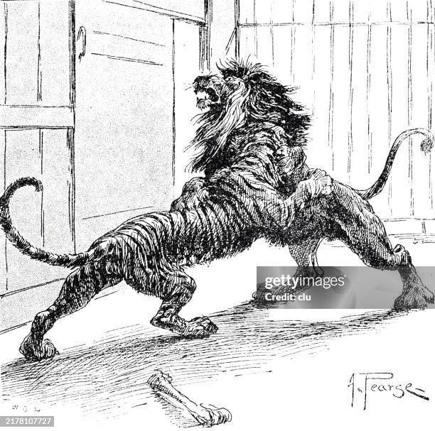 ilustraciones, imágenes clip art, dibujos animados e iconos de stock de pelea entre el rey tigre y el león - lion-fight-drawing