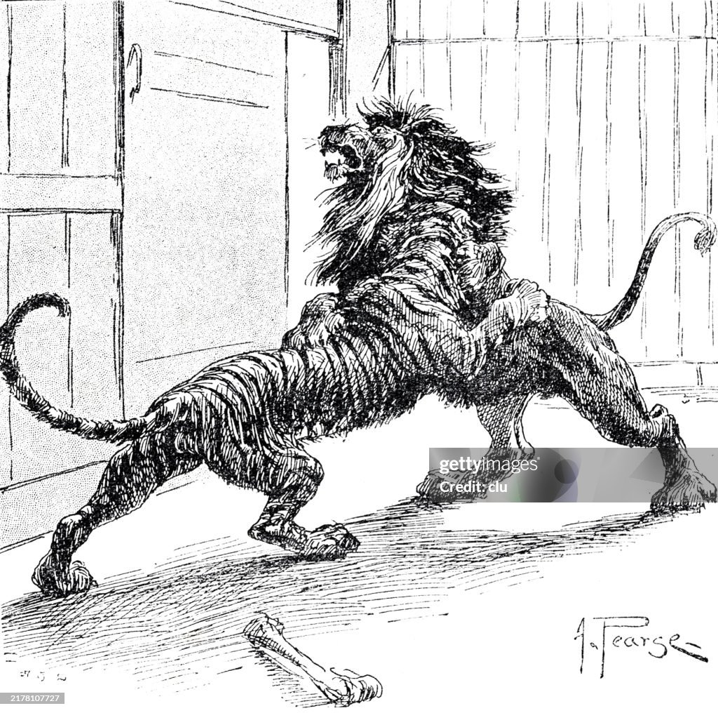 Fight between King Tiger and Lion
