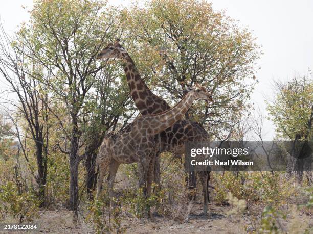 namibia - girafa da áfrica do sul girafa - fotografias e filmes do acervo