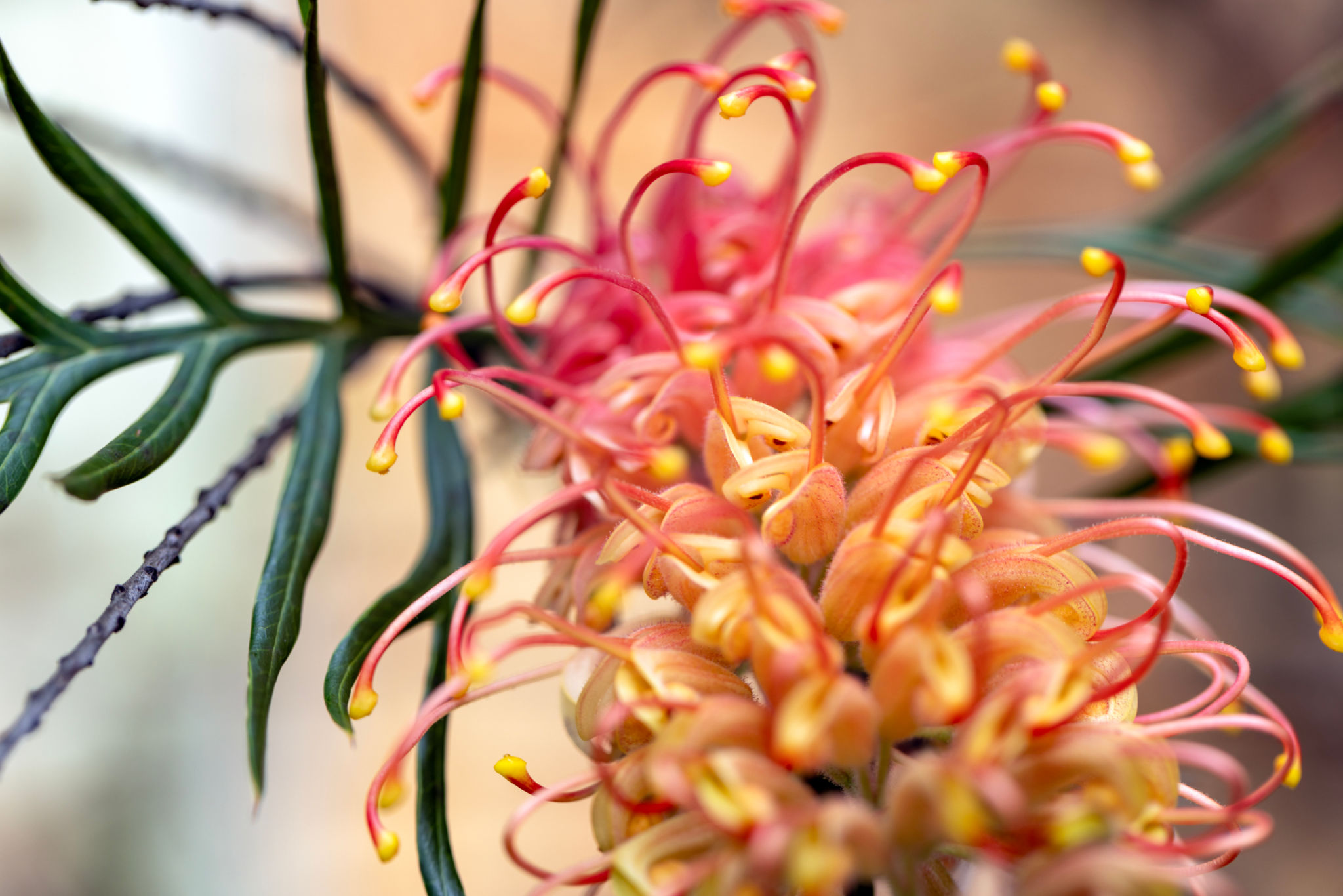 colorful native plants