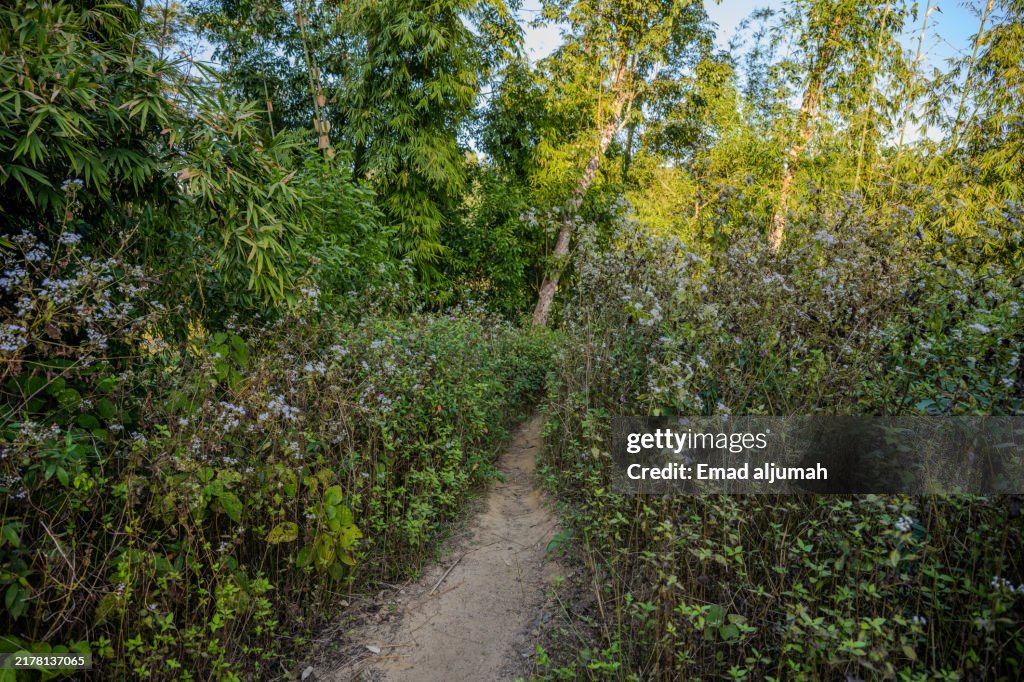 Narrow Path through Dense Vegetation and Wildflowers in Sylhet, Bangladesh