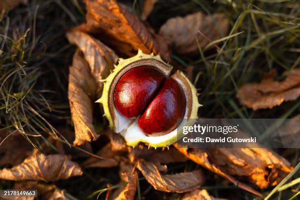 a double chestnut in its shell lies on the ground among the autumn leaves. - castagno foto e immagini stock