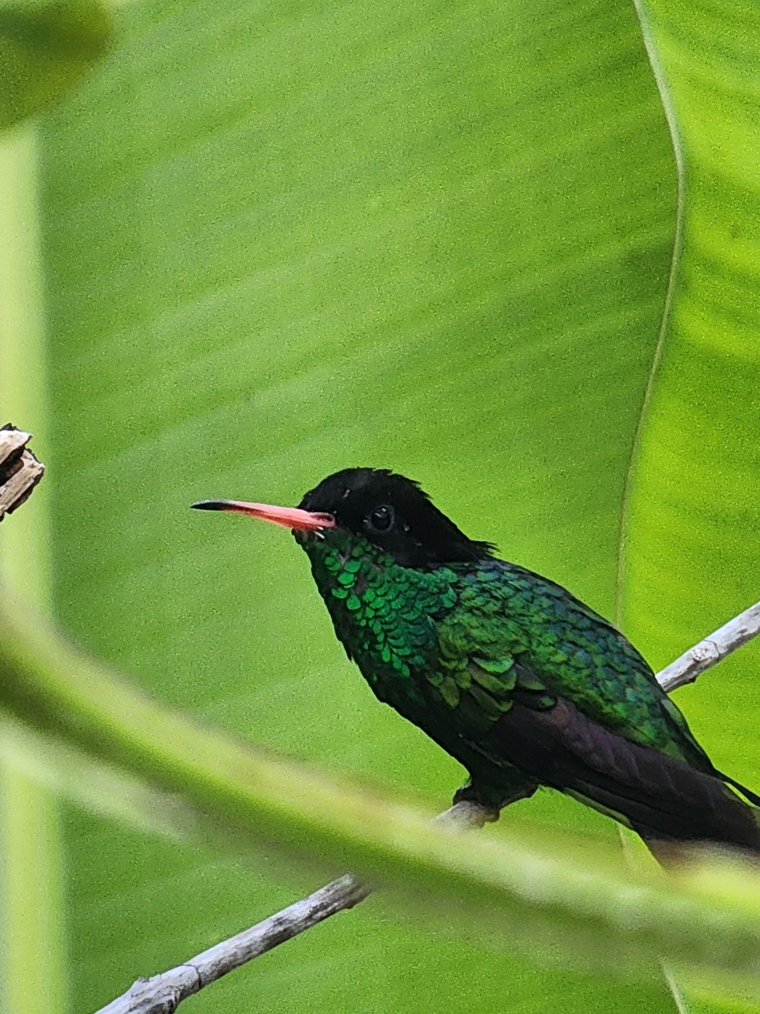 jamaica wildlife