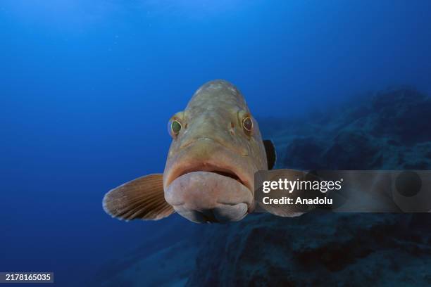 View of the Epinephelus marginatus at the Besmi Island, in Kas district which is known among one of the most important diving tourism spots with its...
