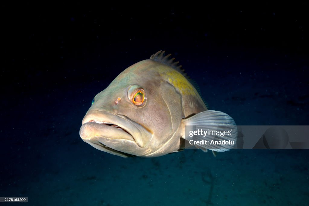 Marine life at Turkiye's Antalya