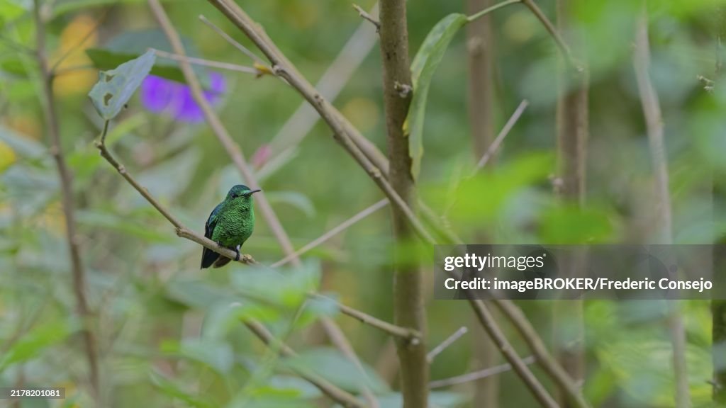 A green hummingbird rests on a branch within a dense, leafy forest environment, Steely-vented, (Saucerottia saucerottei), Santa Marta Mountains, Magdalena, Colombia, South America