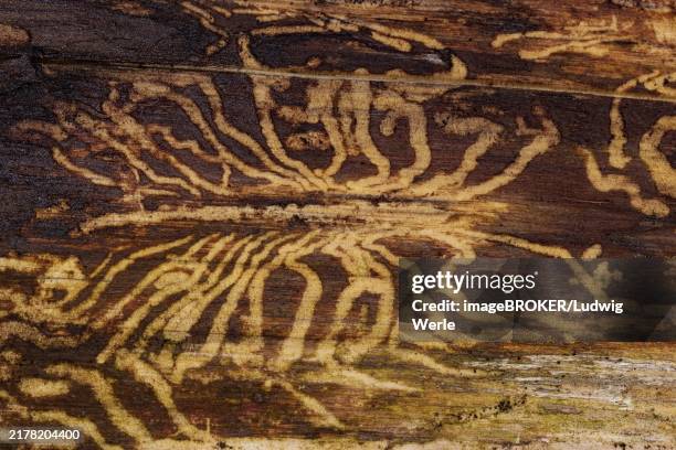 book printer feeding marks in tree trunk - snout beetle stock pictures, royalty-free photos & images