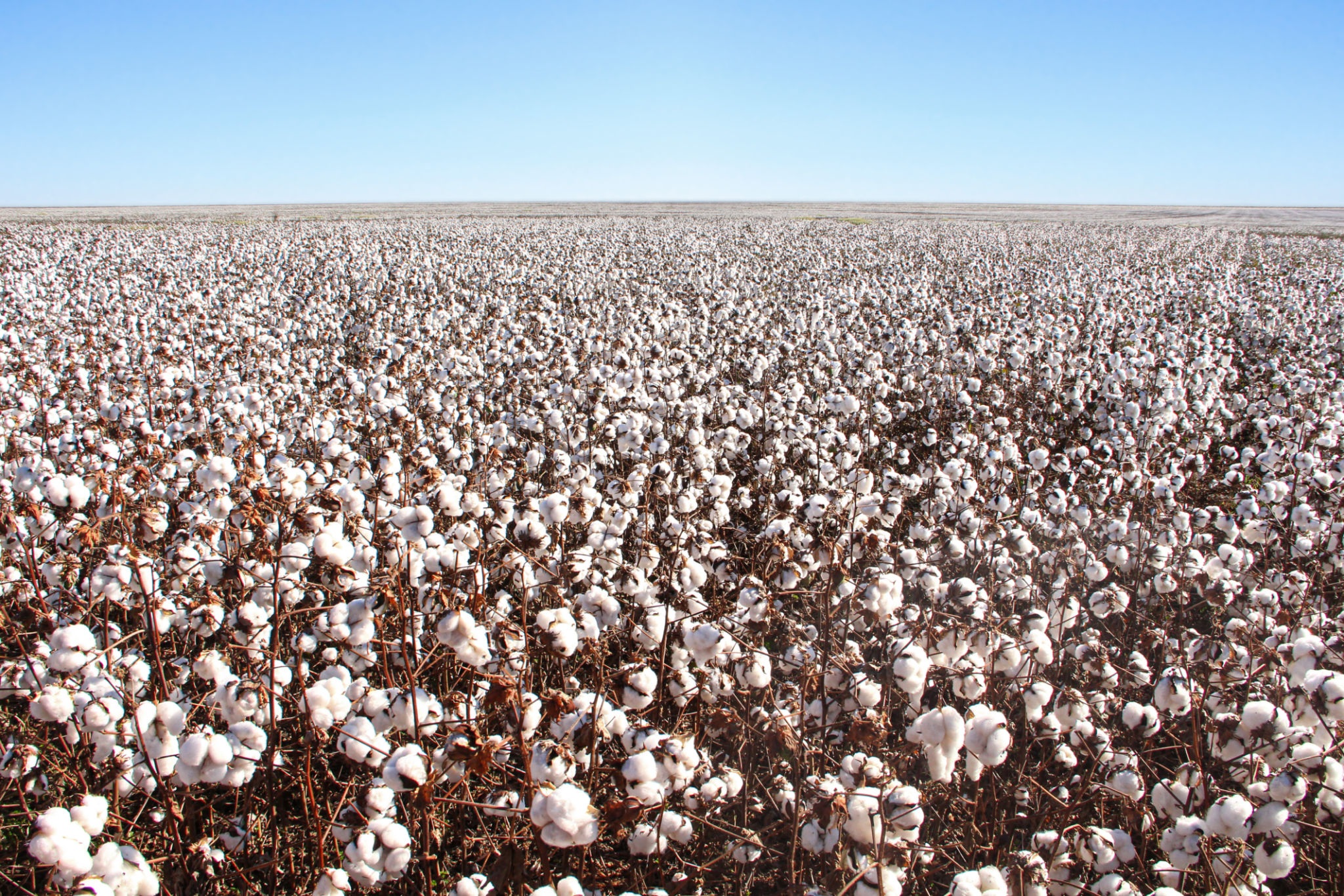 cotton fabric