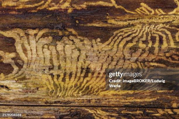 book printer feeding marks in tree trunk - snout beetle stock pictures, royalty-free photos & images