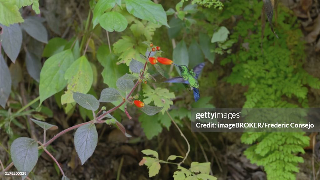 A green hummingbird hovers near bright red flowers amidst lush green foliage, Steely-vented, (Saucerottia saucerottei), Santa Marta Mountains, Magdalena, Colombia, South America