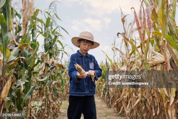 a little boy is picking corn - 9 may stock pictures, royalty-free photos & images