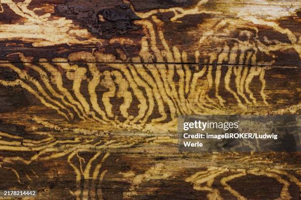 book printer feeding marks in tree trunk - snout beetle stock pictures, royalty-free photos & images