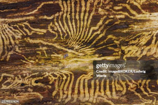 book printer feeding marks in tree trunk - snout beetle stock pictures, royalty-free photos & images