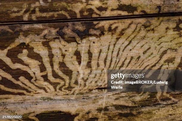 book printer feeding marks in tree trunk - snout beetle stock pictures, royalty-free photos & images