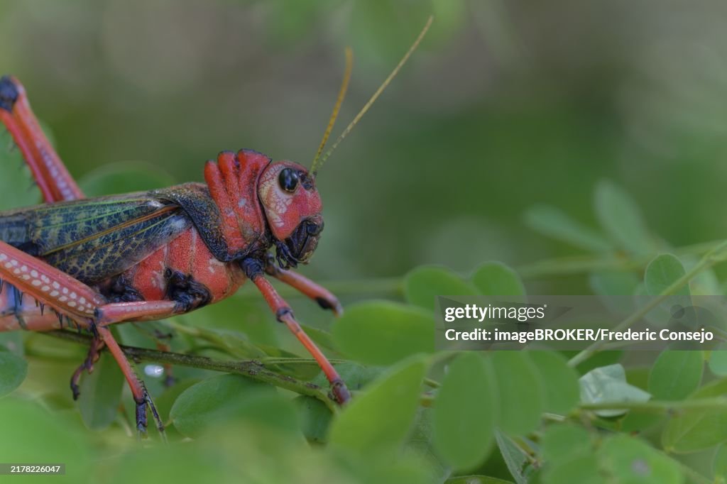 Red grasshopper perched on green leaves, showcasing its intricate body and antennae, largest, grasshopper species in the world. Violet-winged Grasshopper, Romaleidae, (Tropidacris collaris), Camarones, La Guajira, Colombia, South America