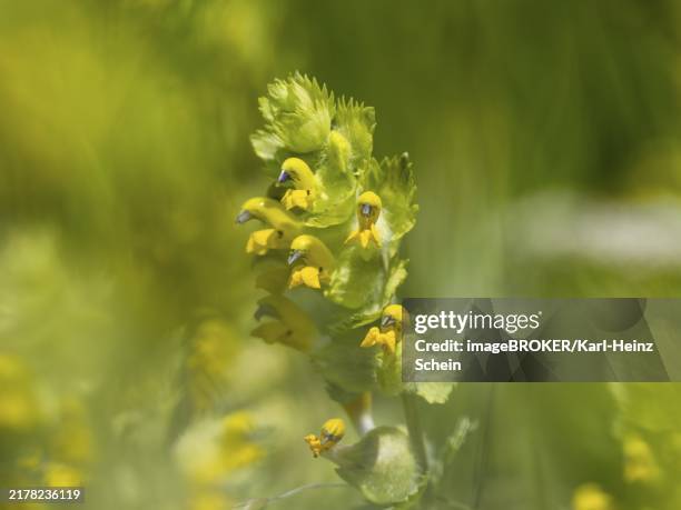 Variegated Yellow Rattle 118 Yellow Rattle Stock Photos, High-Res Pictures, and Images - Getty ...
