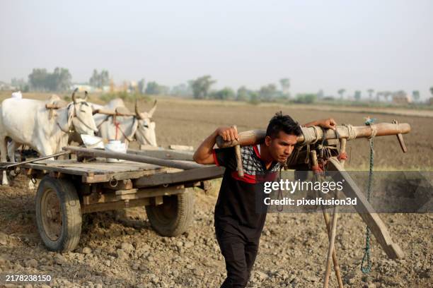 fazendeiro montando carro de boi no campo agrícola - países-em-desenvolvimento - fotografias e filmes do acervo
