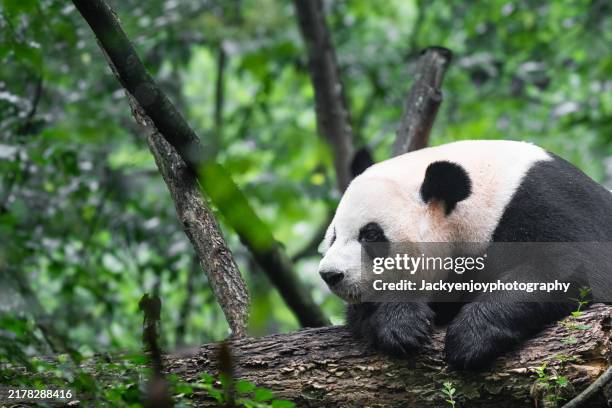 giant panda (ailuropoda melanoleuca) in china - ernstig bedreigde soorten stockfoto's en -beelden