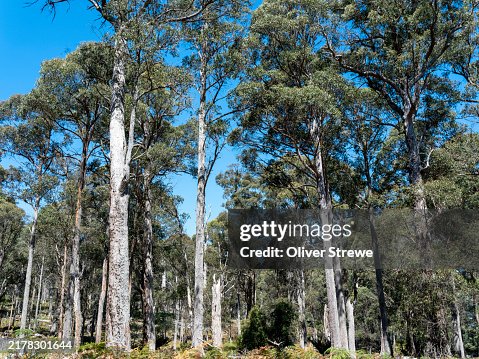 Towering mountain gums Barrington Tops NP, NSW Towering mountain gums Barrington Tops NP, NSW