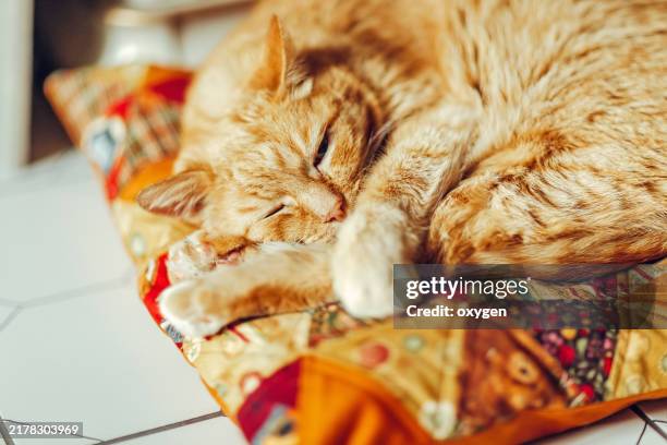 ginger cat is sleeping and resting on the on the pattern quilted patchwork autumn pillow. a close-up of a ginger cat peacefully sleeping on a vibrant, multicolored patchwork cushion in a cozy indoor setting. - patchwork quilt stock pictures, royalty-free photos & images