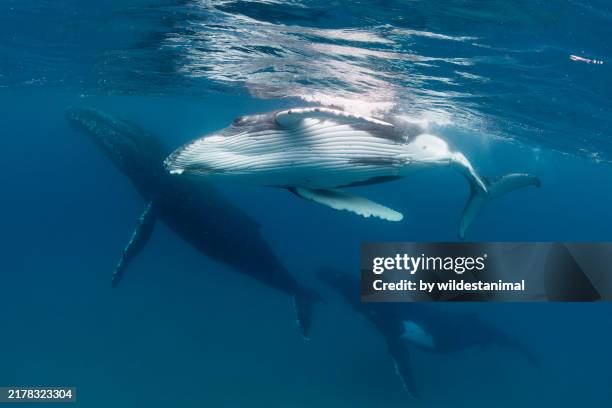 humpback whale and her calf are being chased by a male escort in shallow water. - humpback whale stock pictures, royalty-free photos & images
