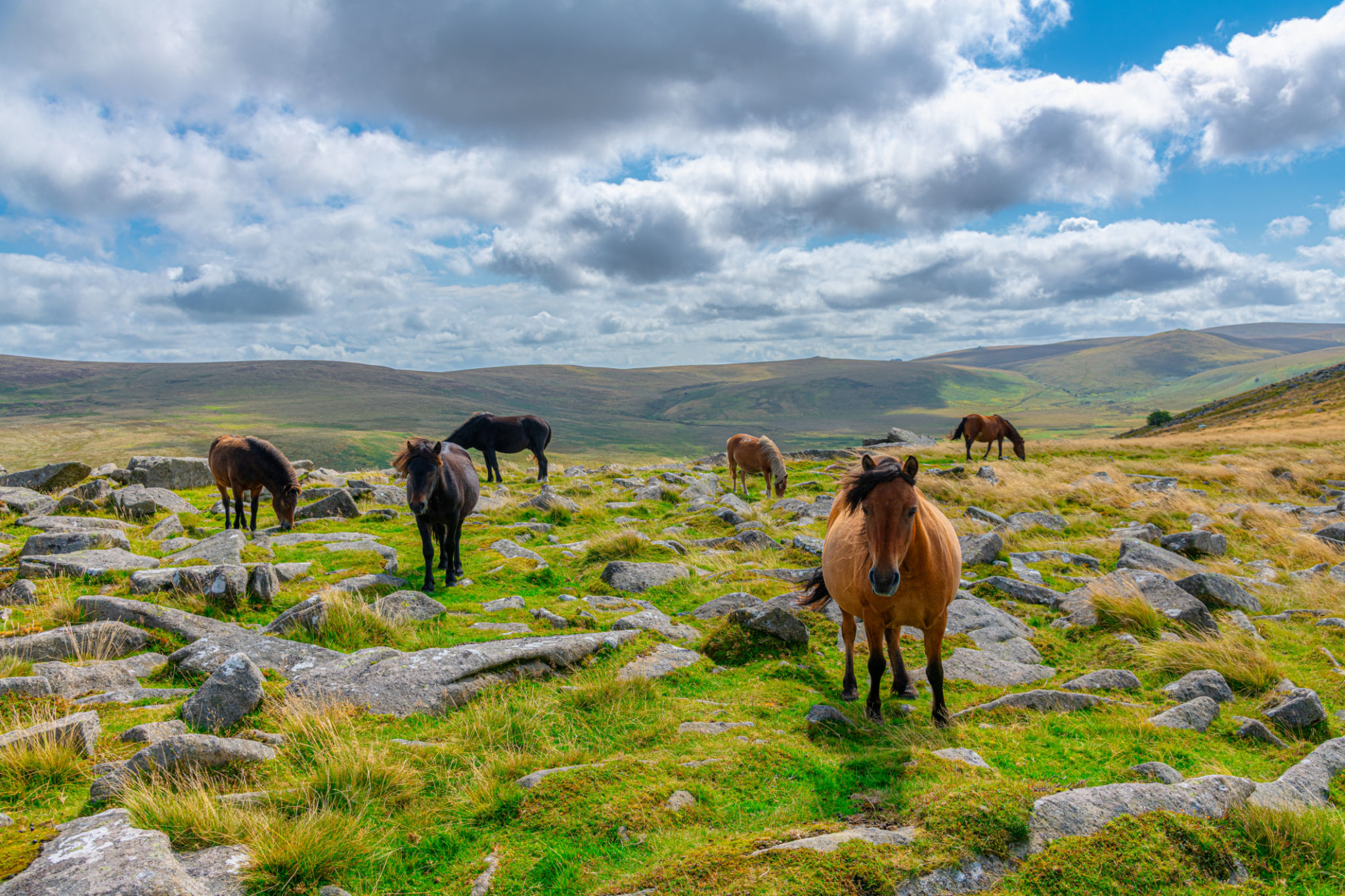 dartmoor national park