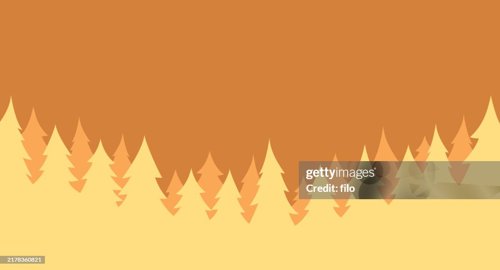 Forest Evergreen Pine Tree Landscape Background