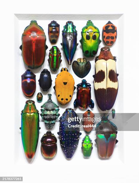 collection of beetles - zoologia imagens e fotografias de stock