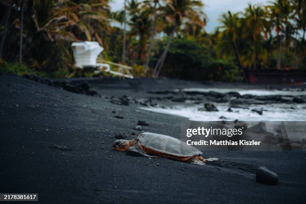 turtle on black sand beach - endangered species united states stock pictures, royalty-free photos & images