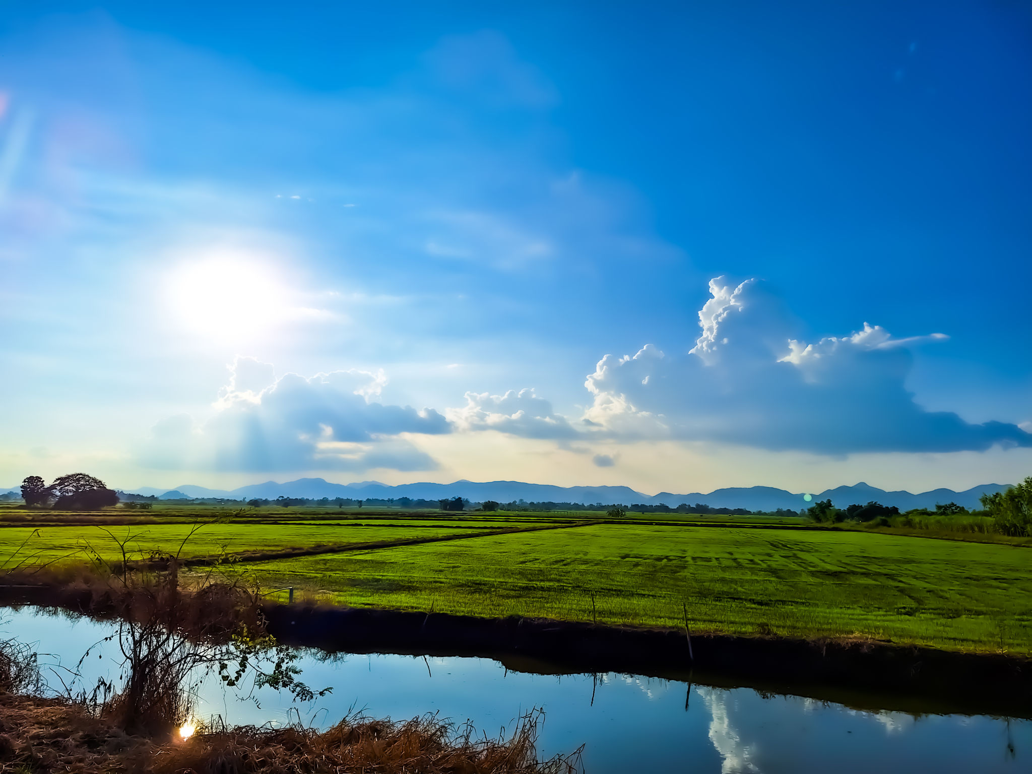 A pond in the middle of a rice field. A pond in the middle of a rice field.