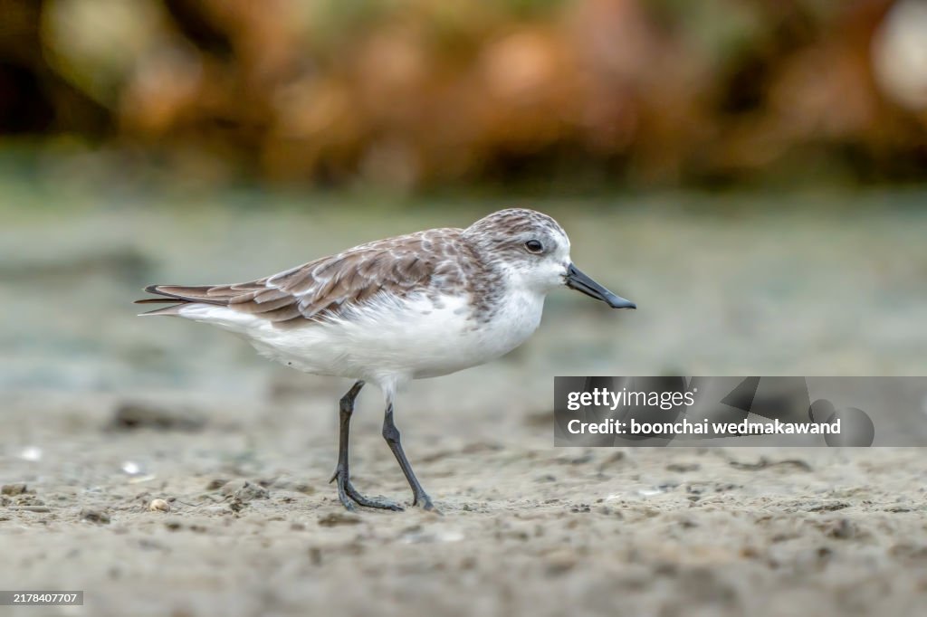 Spoon billed Sandpiper foraging in the mangrove forest.