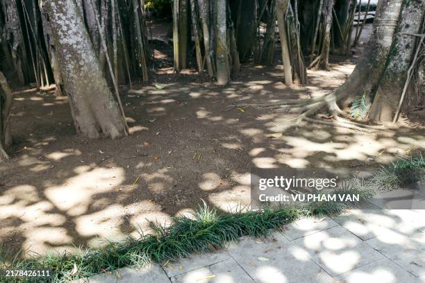 millennia-old banyan tree in hoa lu district, ninh binh, vietnam - lu brown stock pictures, royalty-free photos & images