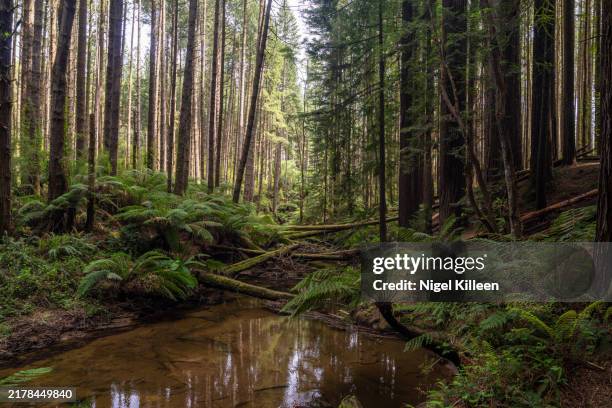 redwood forest, otway national park, victoria, australia - brook stock pictures, royalty-free photos & images