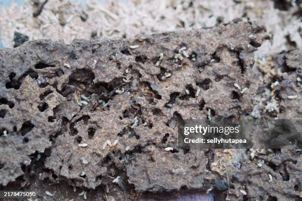Termite Infested Shelf 127 Termites Infestation Stock Photos, High-Res Pictures, and Images ...