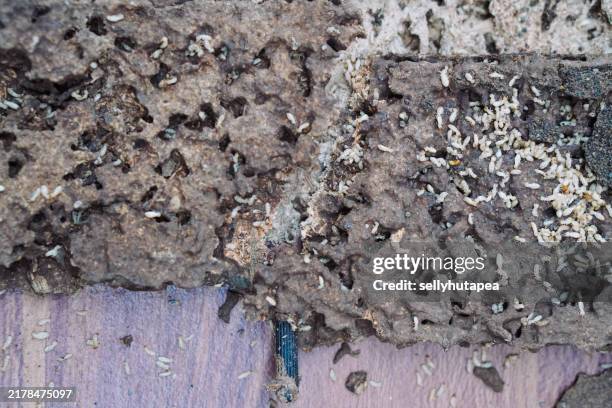 Termite Infested Shelf 127 Termites Infestation Stock Photos, High-Res Pictures, and Images ...