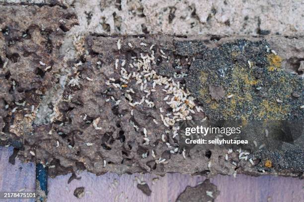 Termite Infested Shelf 133 Termite Infestation Stock Photos, High-Res Pictures, and Images ...