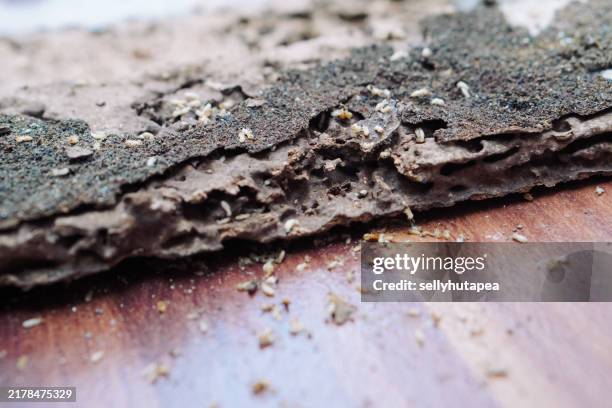 Termite Infested Shelf 127 Termites Infestation Stock Photos, High-Res Pictures, and Images ...