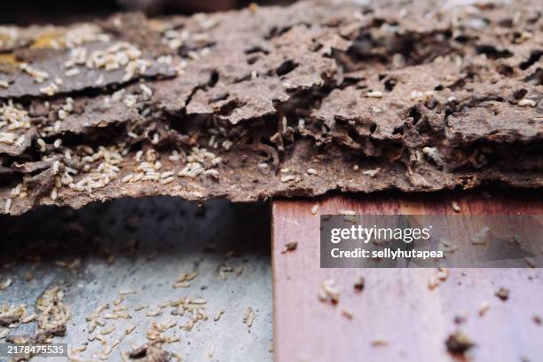 Termite Infested Shelf 127 Termites Infestation Stock Photos, High-Res Pictures, and Images ...