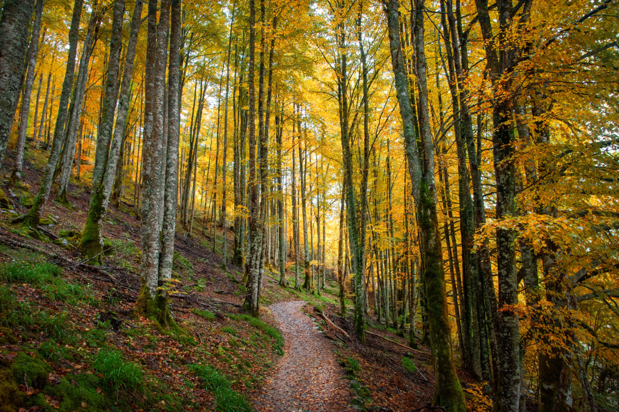 The Irati forest, located in Navarra, is a deciduous forest of immense beauty, one of the largest in Europe. The Irati forest, located in Navarra, is a deciduous forest of immense beauty, one of the largest in Europe.