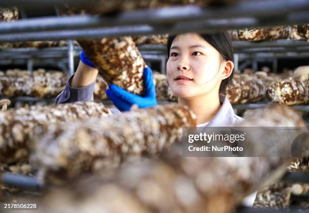 Worker picks shiitake mushrooms at Shandong Azefogi Biotechnology Co LTD in Laixi, China, on October 17, 2024.