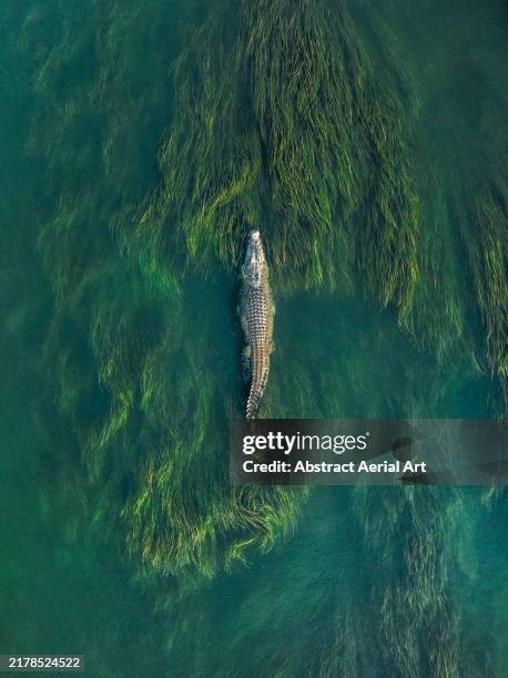 huge saltwater crocodile swimming through reeds in the ord river photographed from a drone point of view, kununurra, the kimberley, western australia, australia - crocodile point stock pictures, royalty-free photos & images