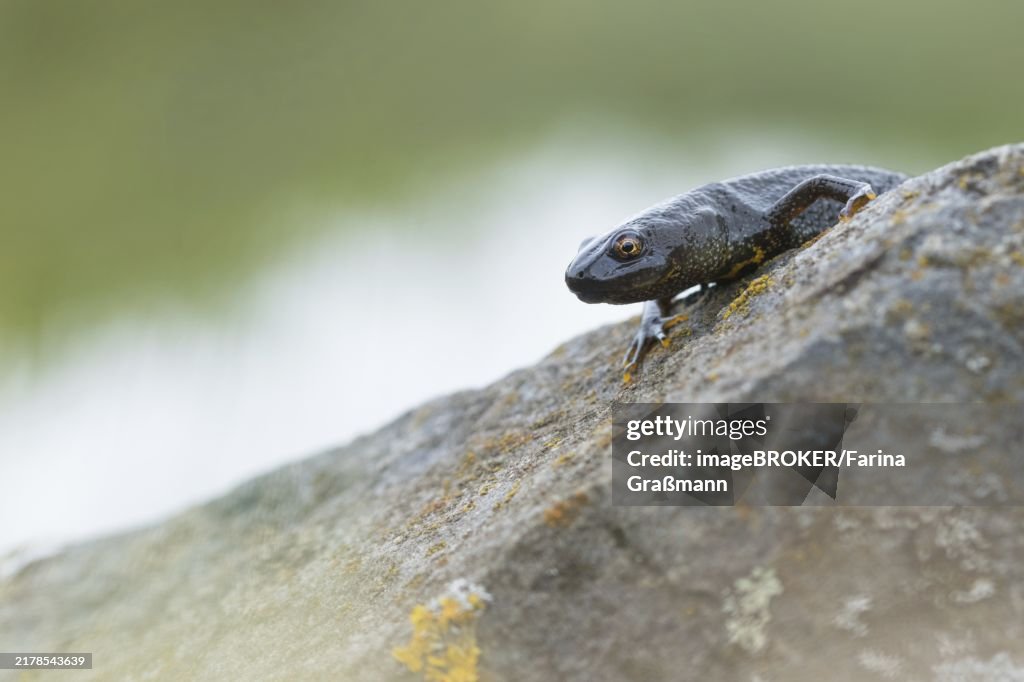 Northern Crested ribbonfish (Triturus scalloped ribbonfish), looking over stone, North Rhine-Westphalia, Germany, Europe